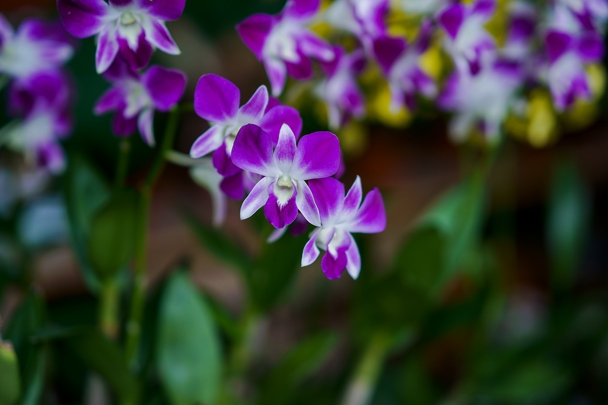 a7m3+FE 85mm f1.4 GM (一组[鲜花) 祝贺好友晚之秋荣任索尼A7Rlll星空(中国)版主