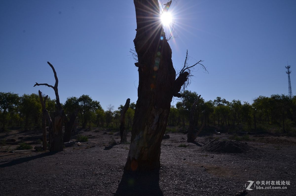 新疆塔克拉玛干沙漠边沿永远的胡杨