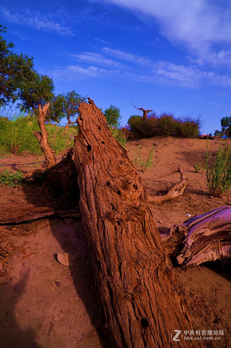 新疆塔克拉玛干沙漠边沿永远的胡杨