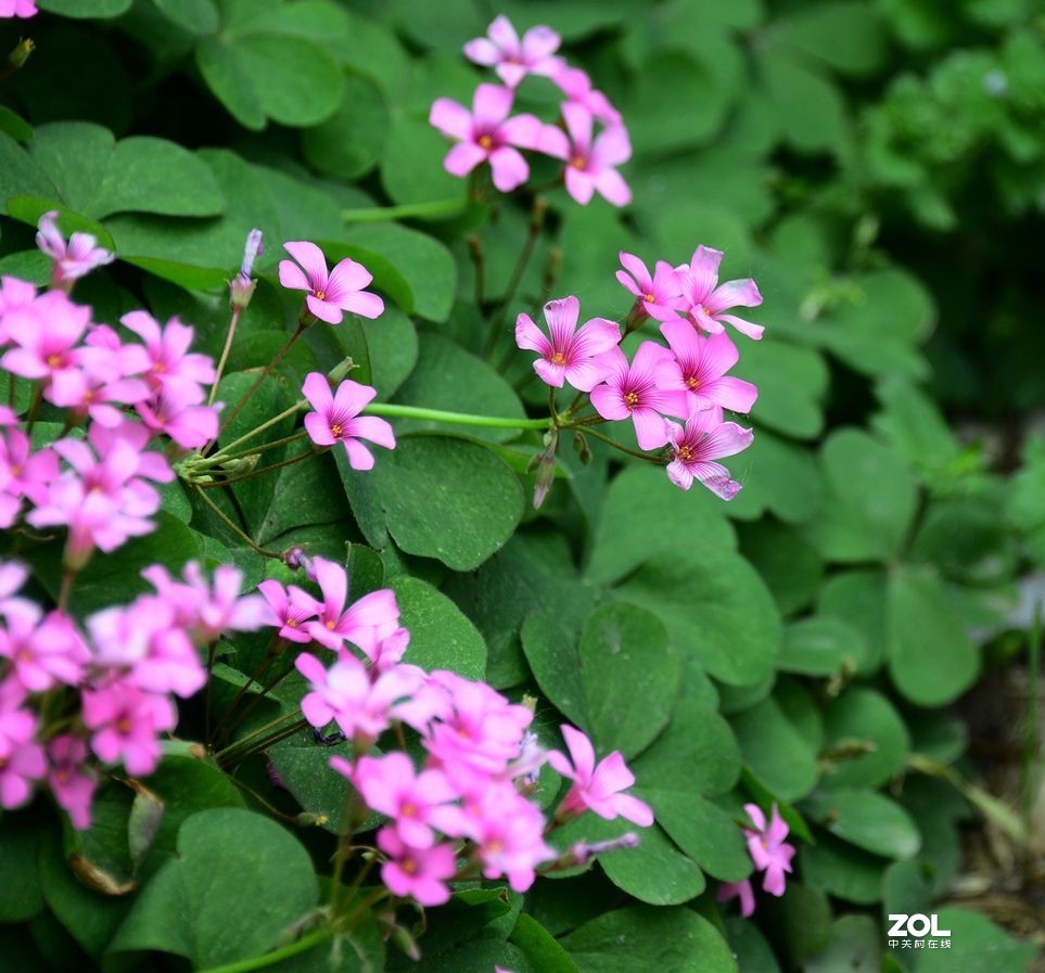 花卉系列【1990】