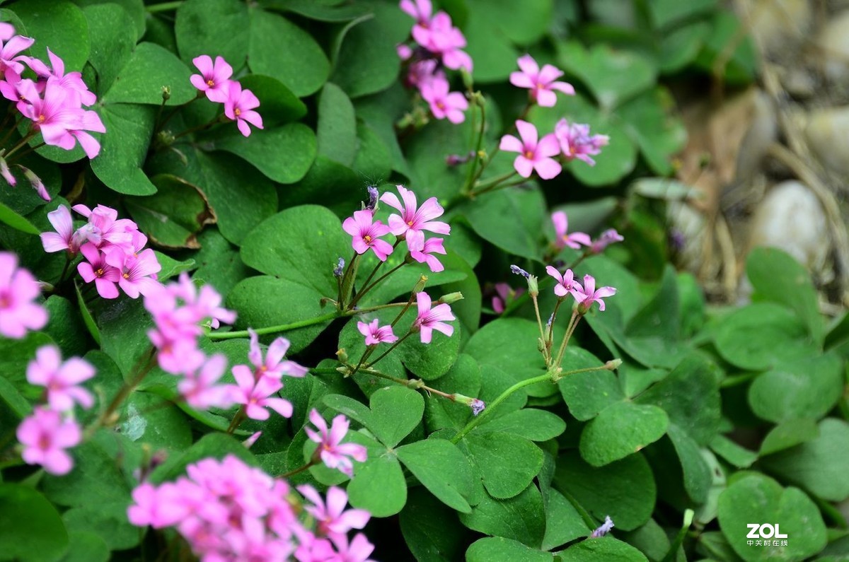 花卉系列【1990】