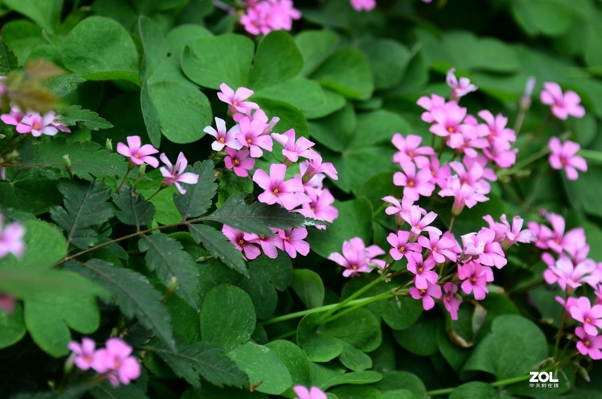 花卉系列【1990】