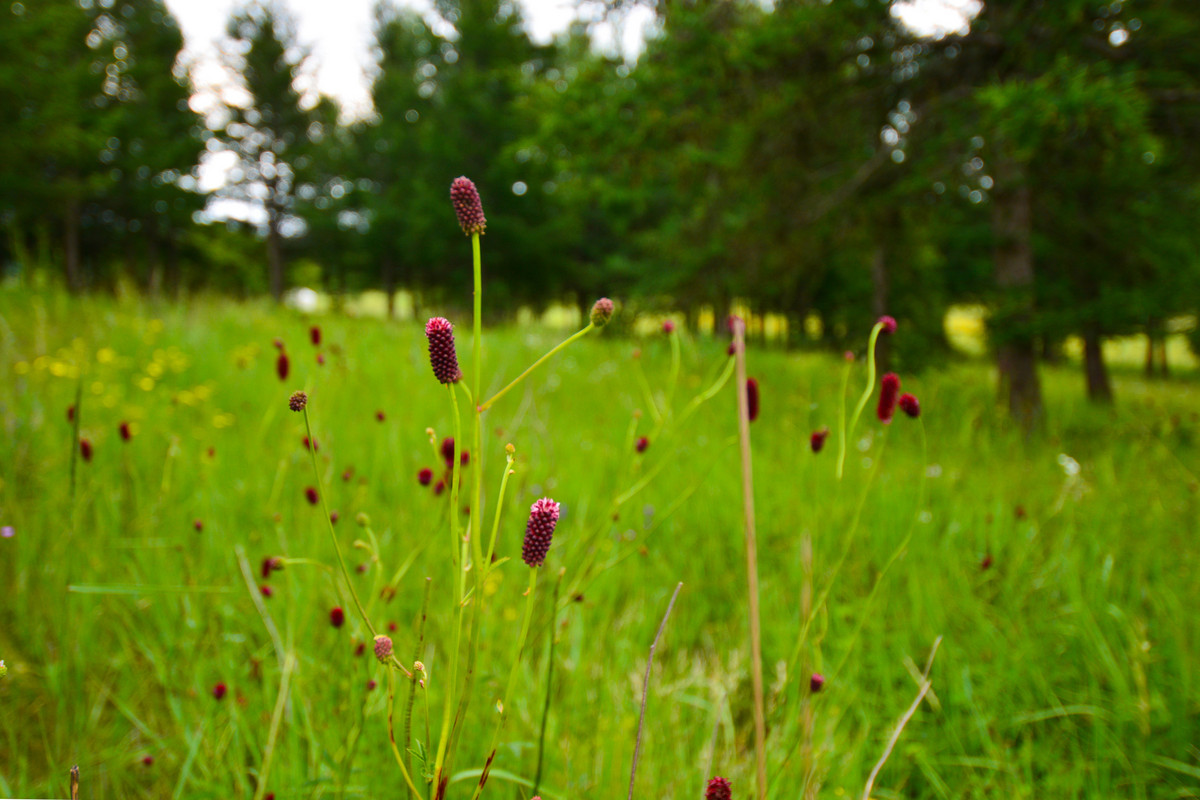 (zol的网页上传烂透顶!)承德塞罕坝乌兰布统避暑行.自驾四日游玩风光赏析2