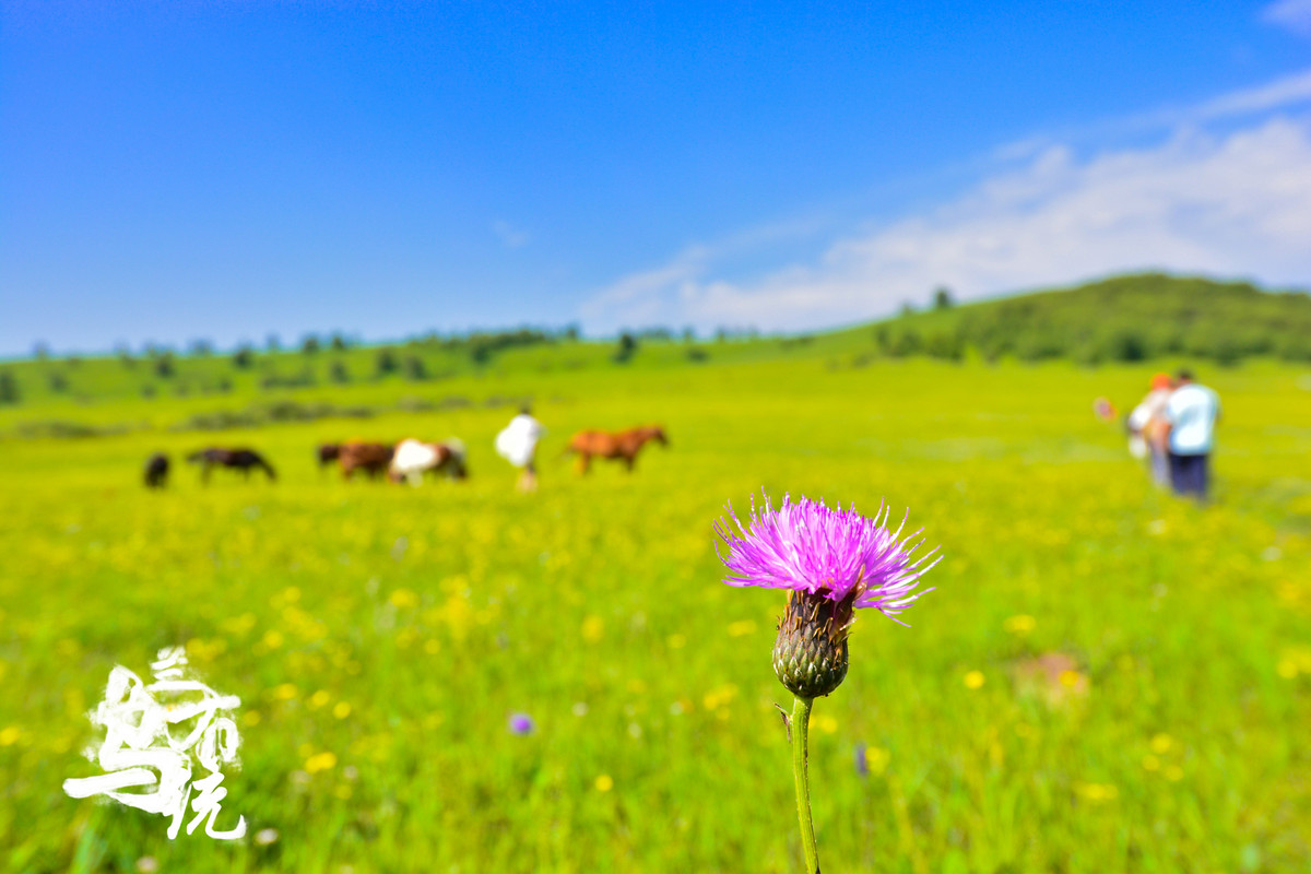 (zol的网页上传烂透顶!)承德塞罕坝乌兰布统避暑行.自驾四日游玩风光赏析2