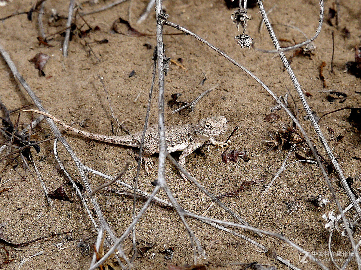 戈壁小虫