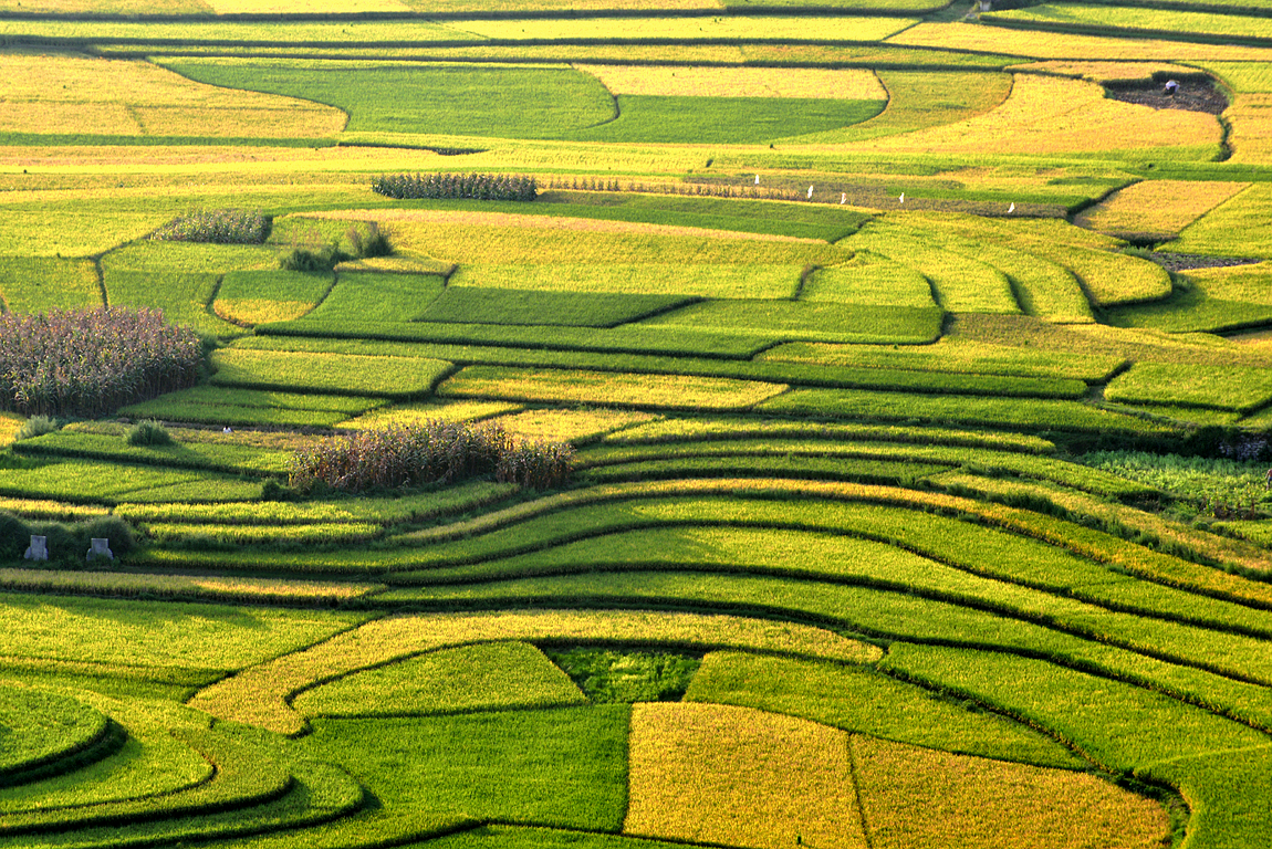 家乡风景之：《金秋、夕阳下的海庄田园》。