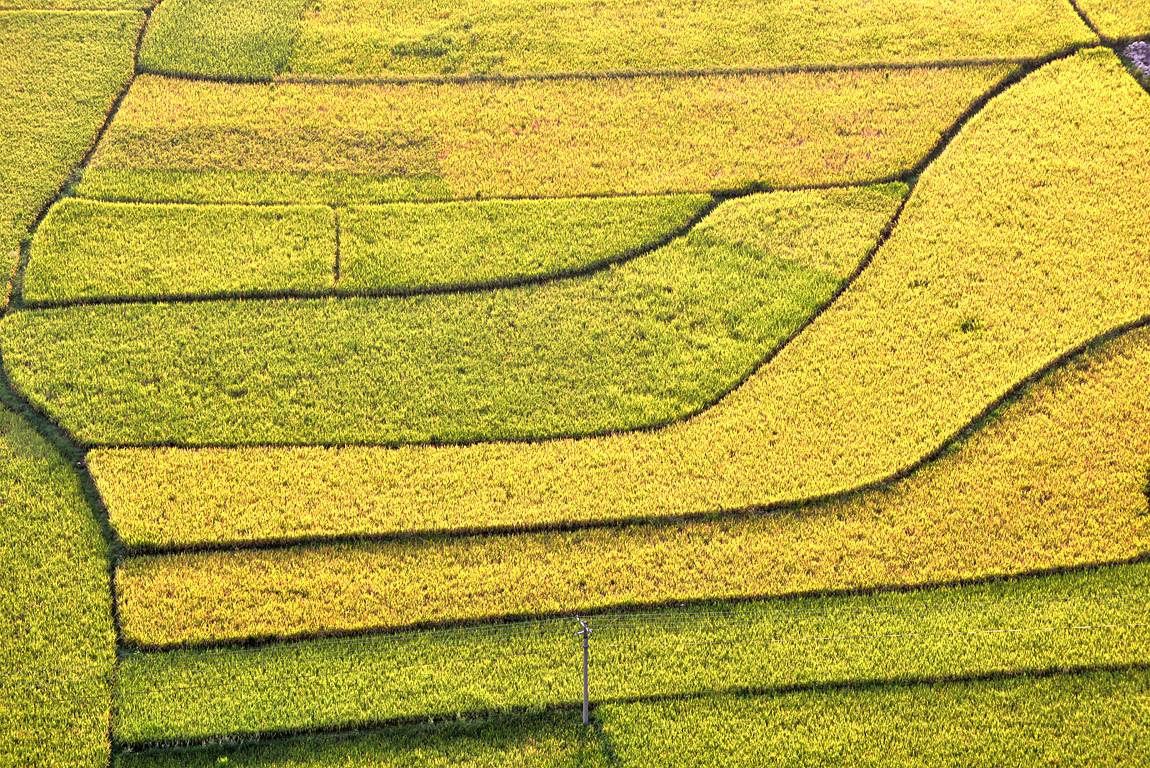 家乡风景之：《金秋、夕阳下的海庄田园》。