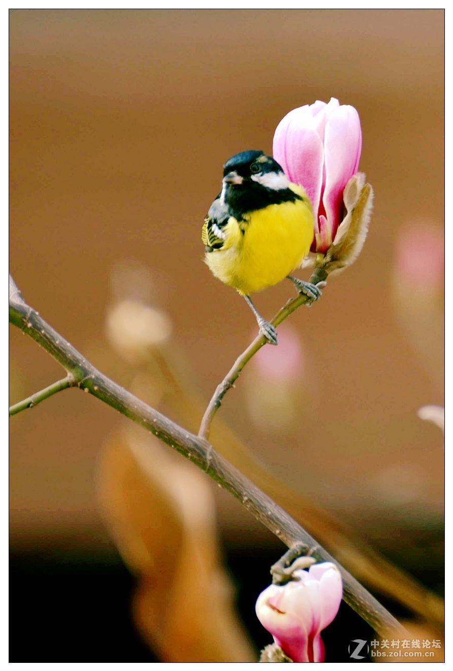 花鳥報春-中關村在線攝影論壇