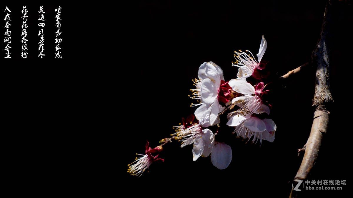 #ZOL月赛-四月物语#-莫道四月芳菲尽，咱家有杏初长成