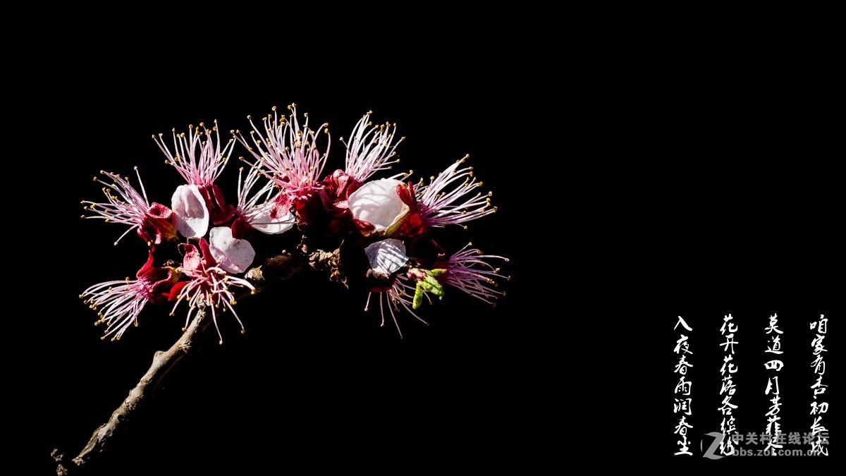 #ZOL月赛-四月物语#-莫道四月芳菲尽，咱家有杏初长成