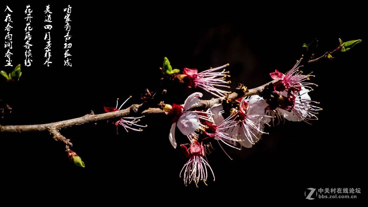 #ZOL月赛-四月物语#-莫道四月芳菲尽，咱家有杏初长成