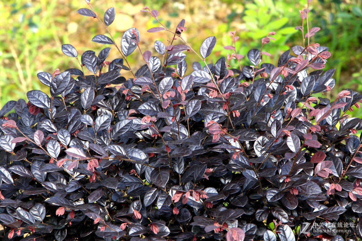 五一随拍 （一）