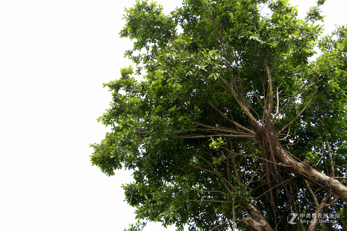 五一随拍 （一）