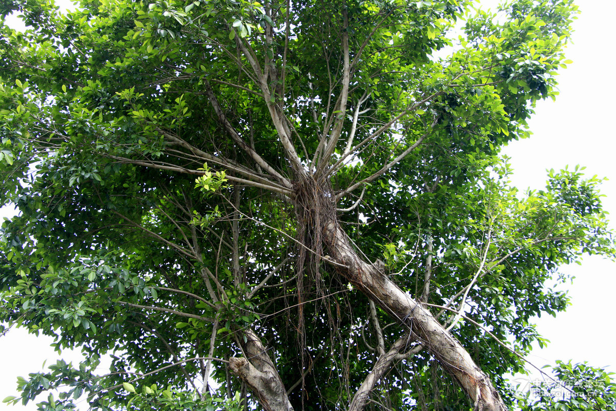 五一随拍 （一）