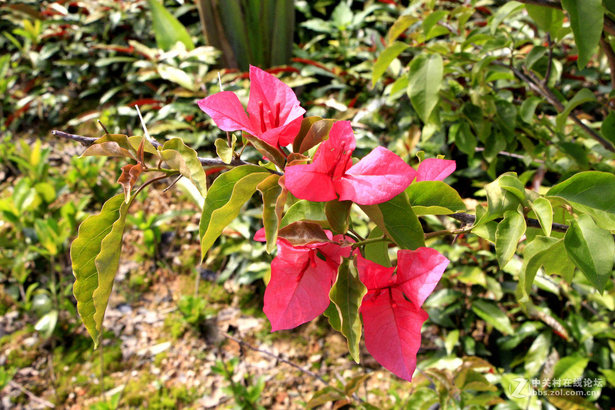 五一随拍（二）