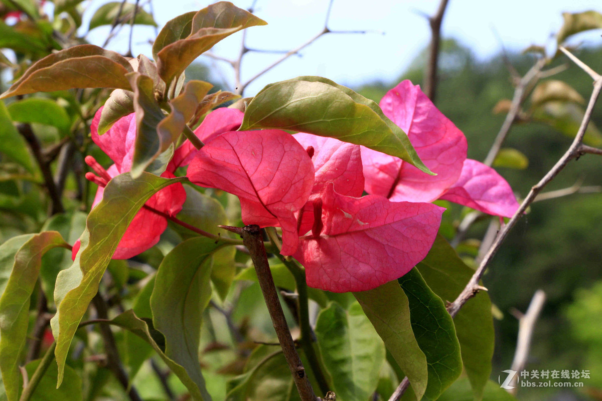 五一随拍（二）