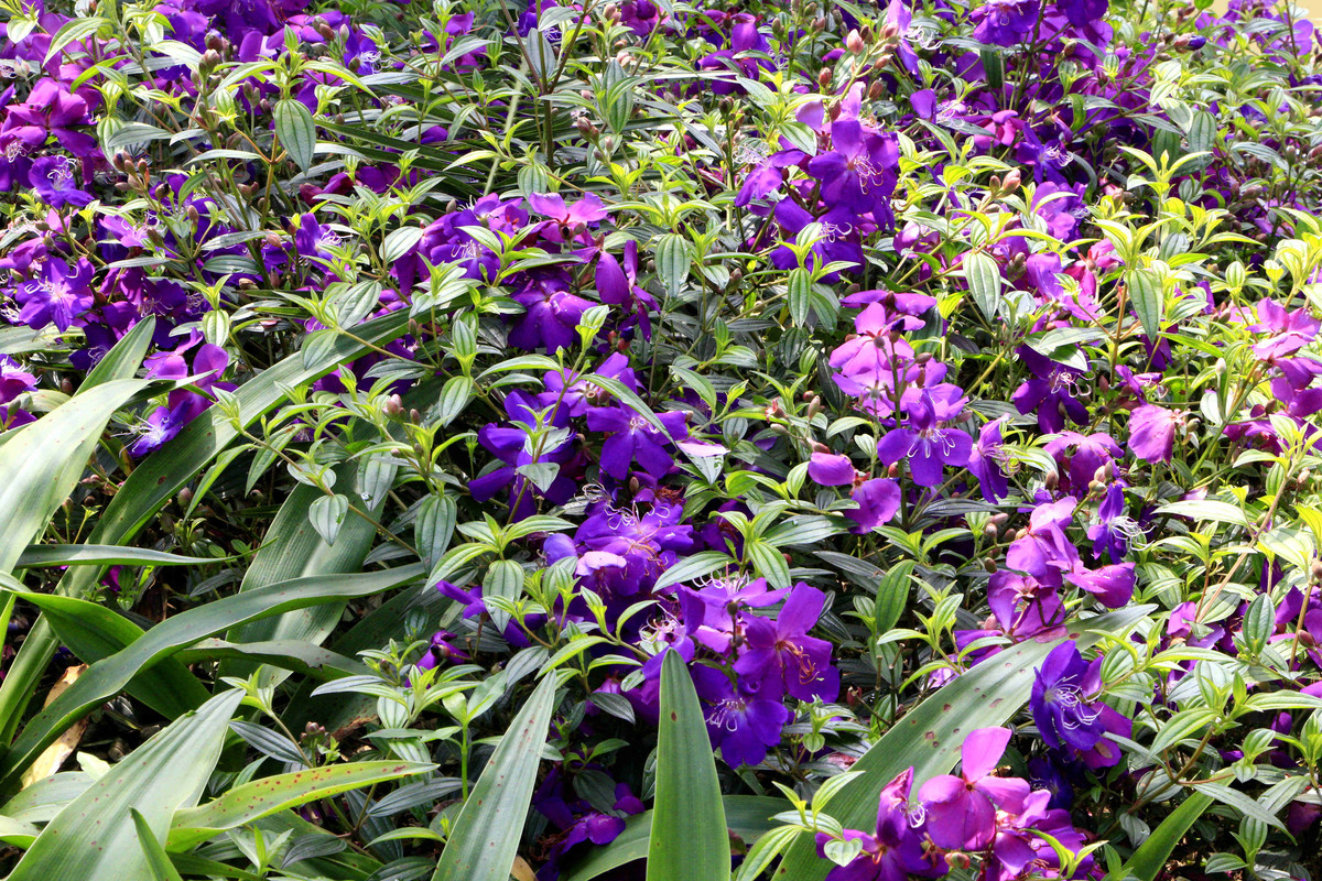 五一随拍（二）