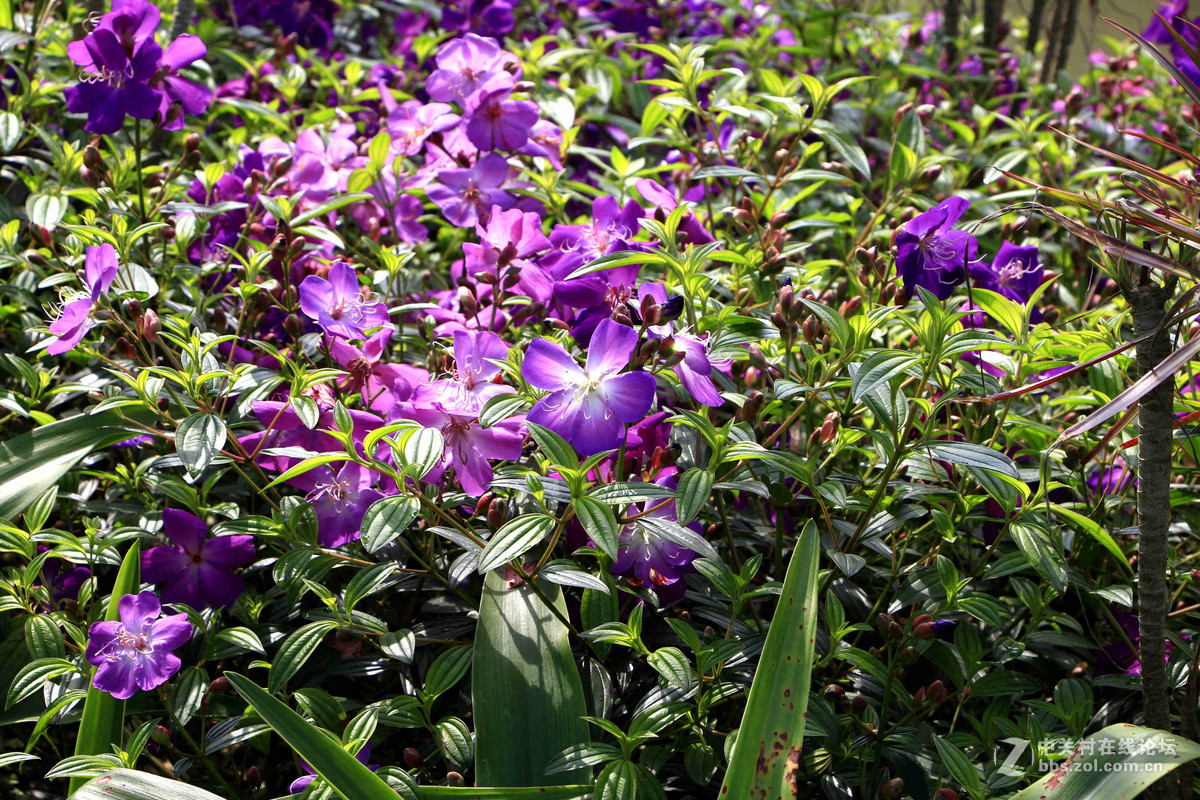 五一随拍（二）