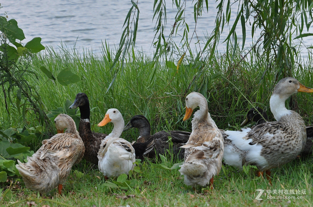 公園湖畔一群鴨子