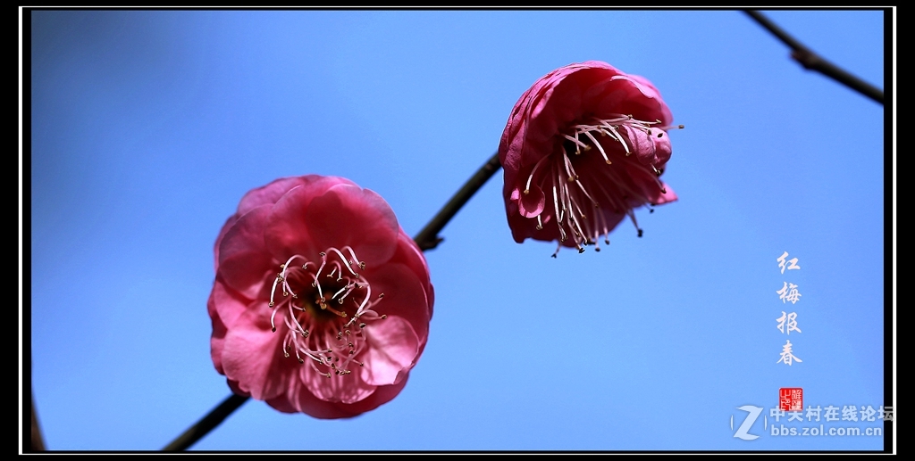 红梅报春