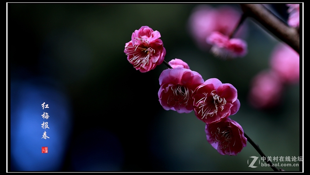 红梅报春