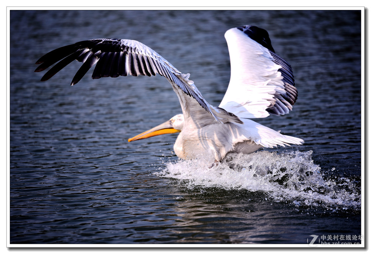 上海动物园打鸟