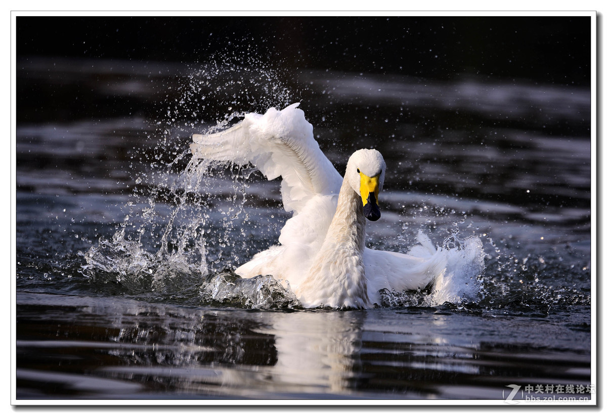 上海动物园打鸟