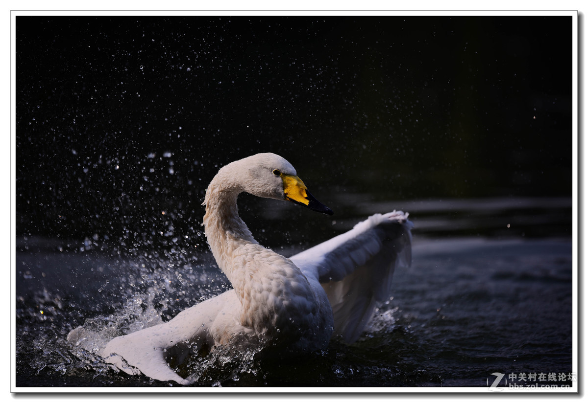 上海动物园打鸟
