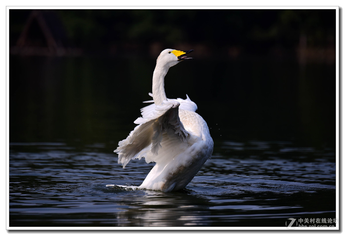 上海动物园打鸟