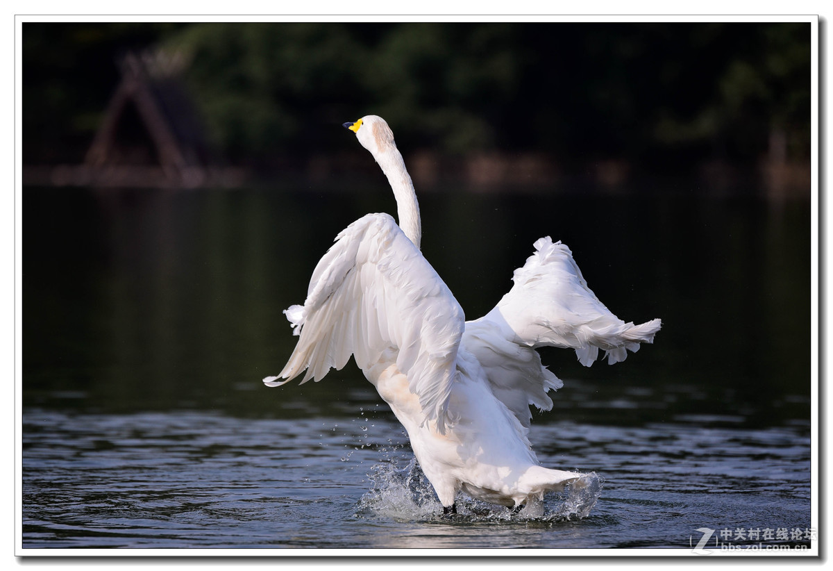 上海动物园打鸟