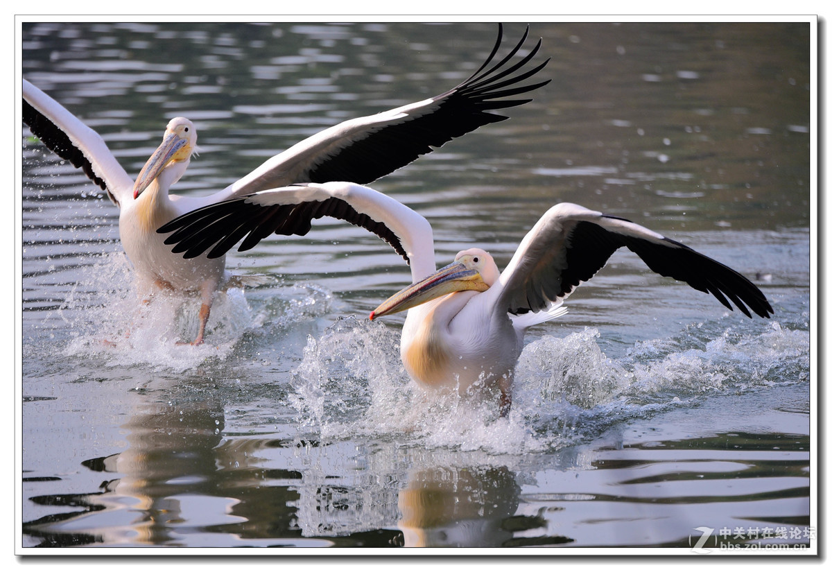 上海动物园打鸟