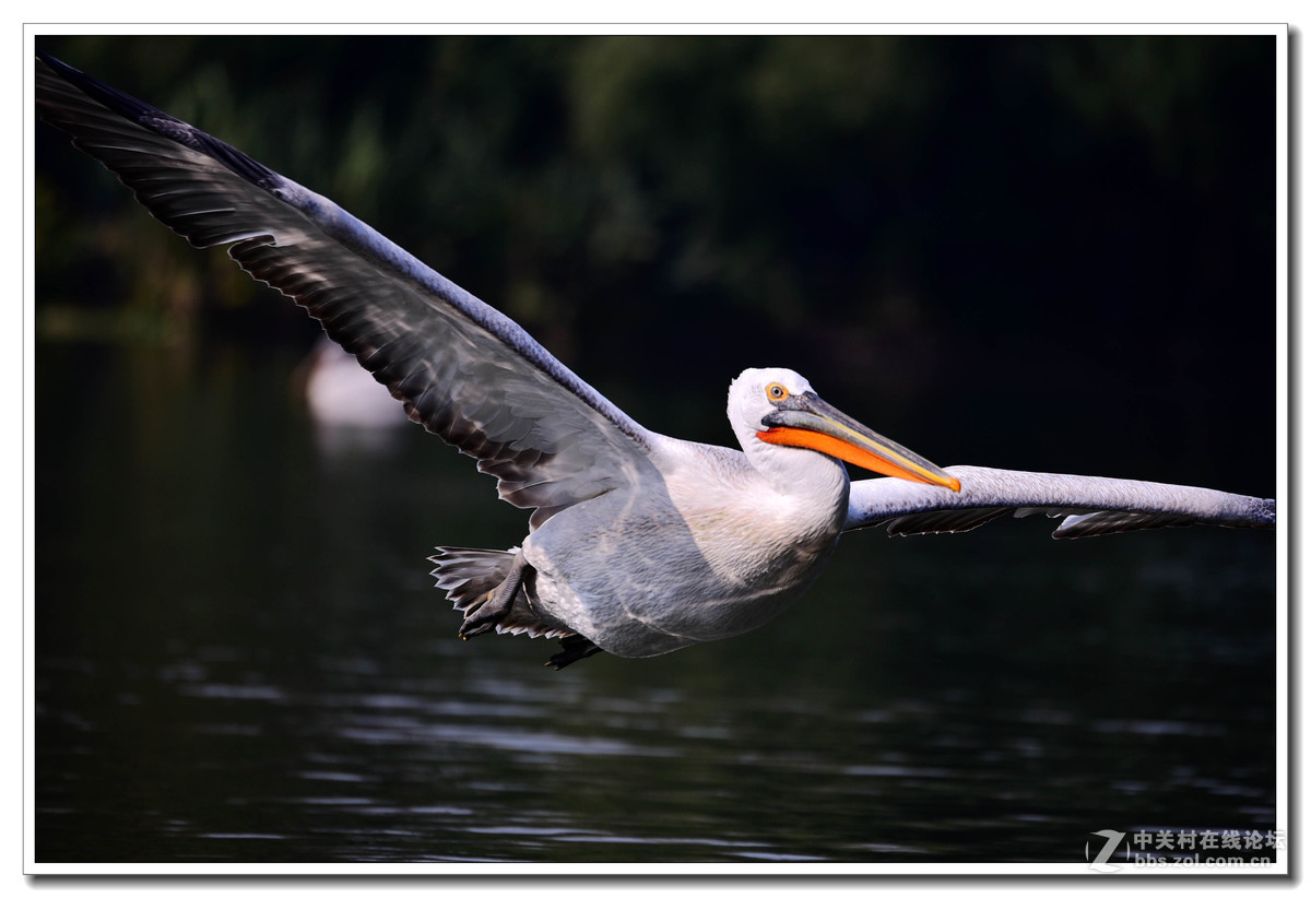 上海动物园打鸟