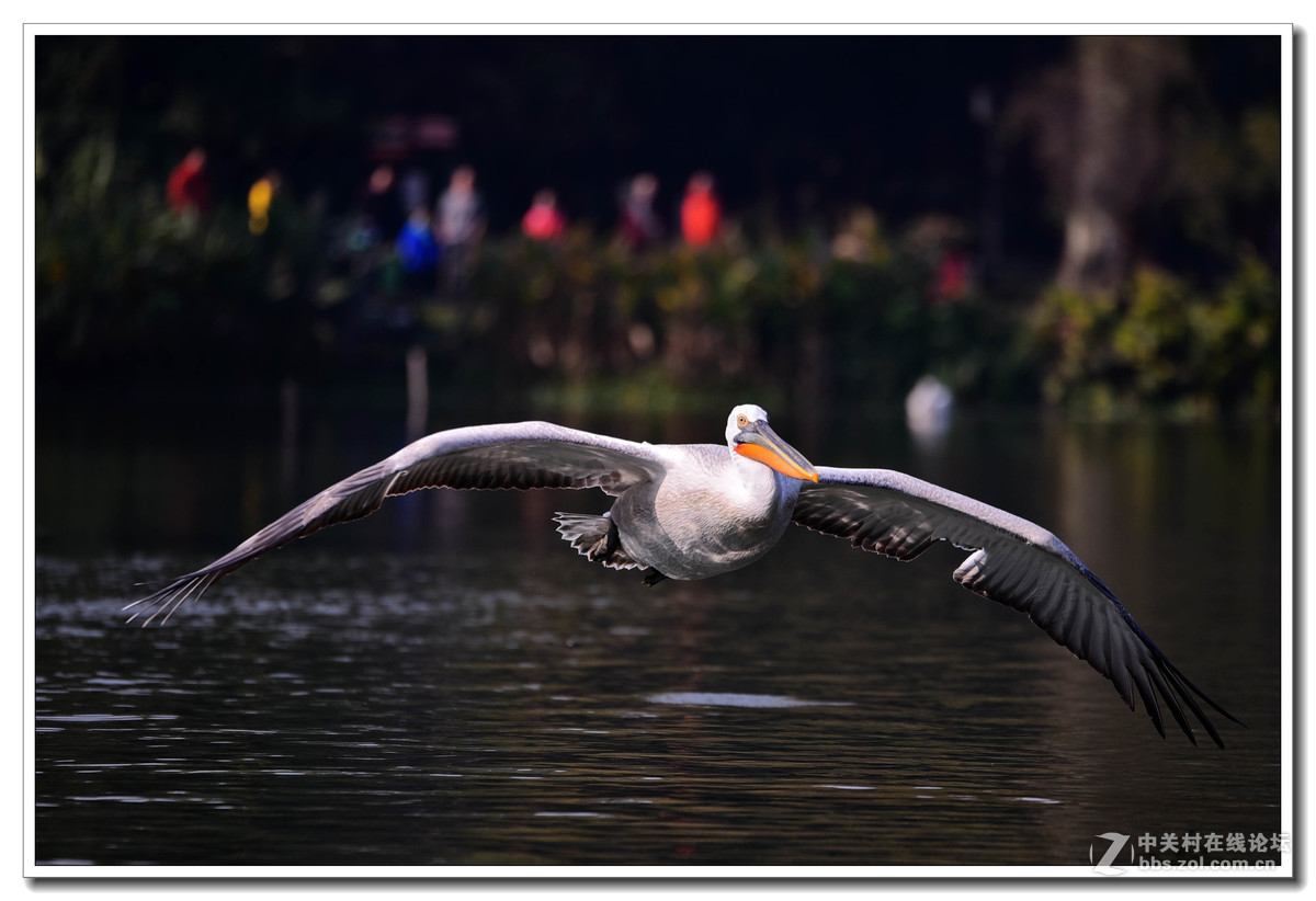 上海动物园打鸟