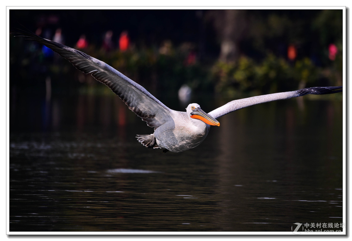 上海动物园打鸟