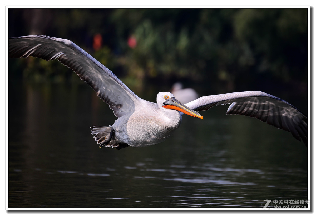 上海动物园打鸟