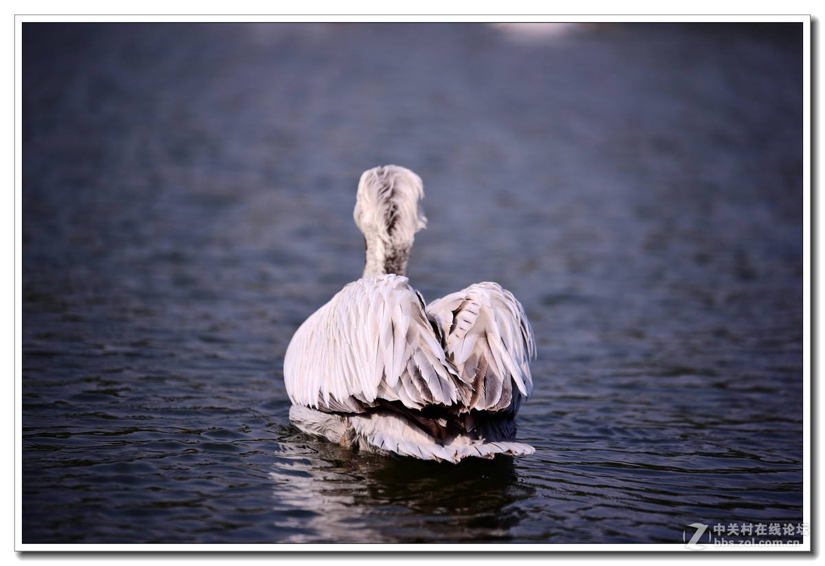 上海动物园打鸟