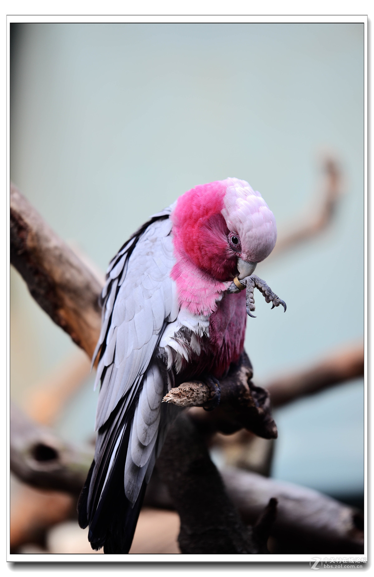 上海动物园打鸟