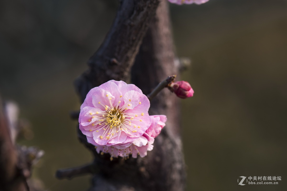 梅花