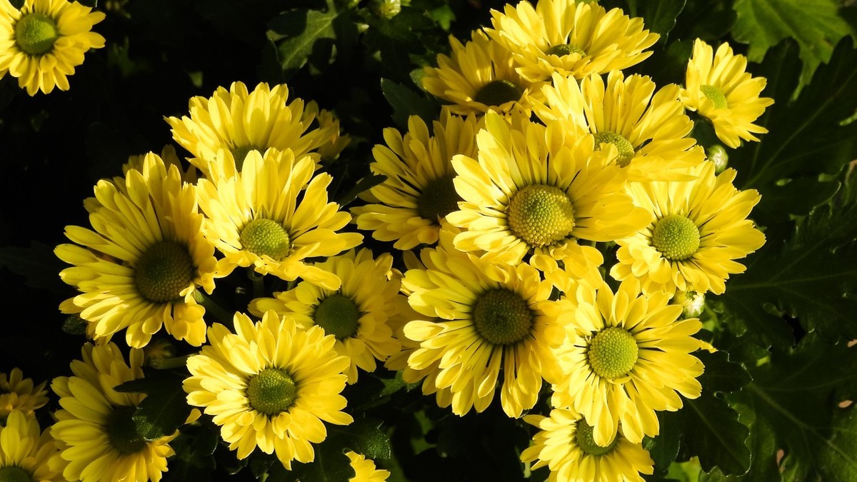 尼康p900s俯拍花