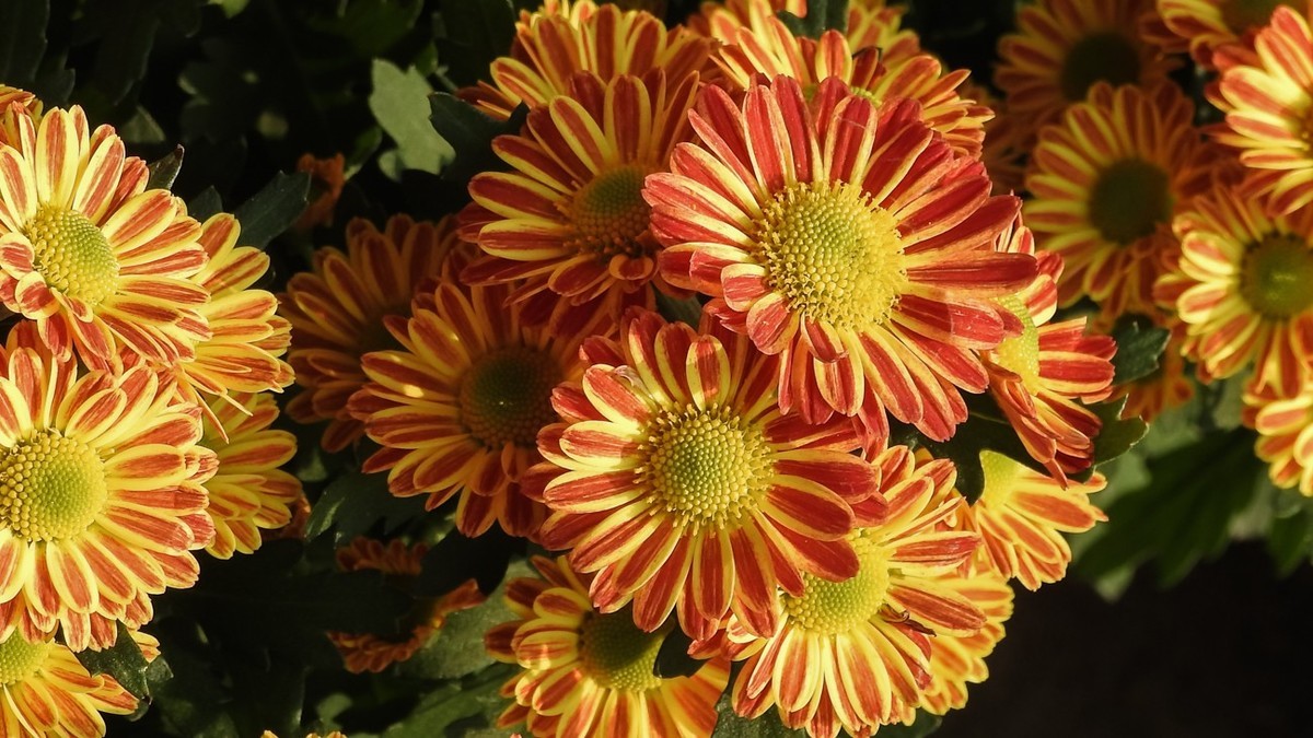 尼康p900s俯拍花