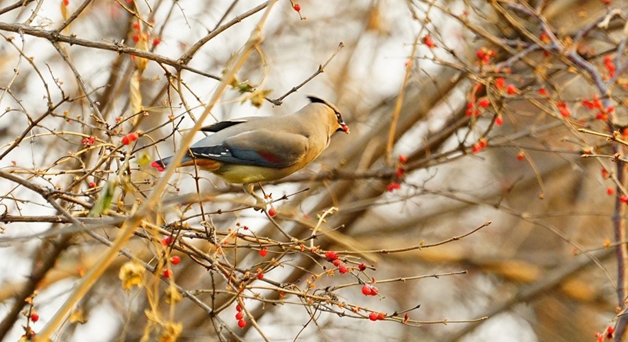 蘇雀太平鳥