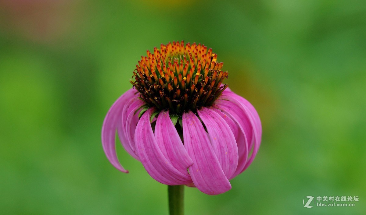 老款画质超棒，目前二手性价比超高的一款长焦微距头！