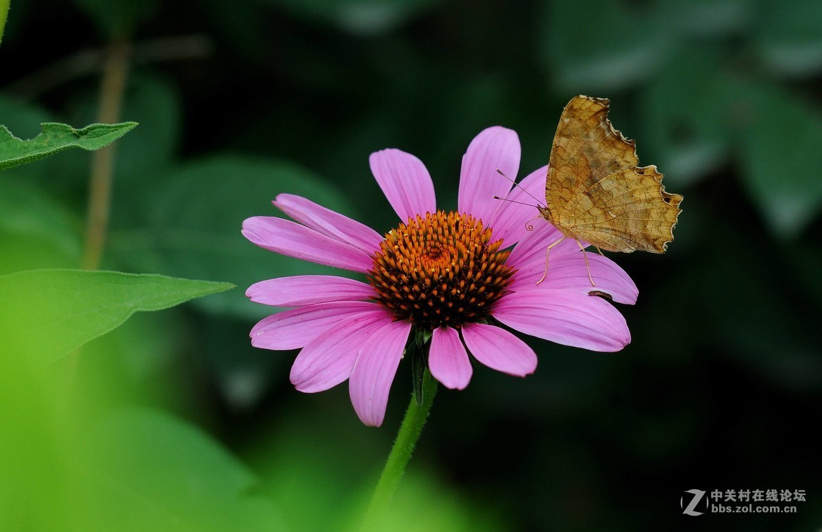 老款画质超棒，目前二手性价比超高的一款长焦微距头！