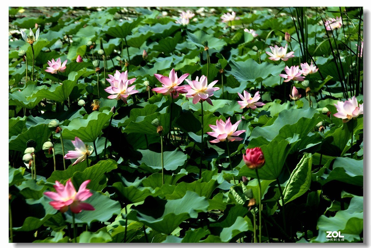 荷花季节