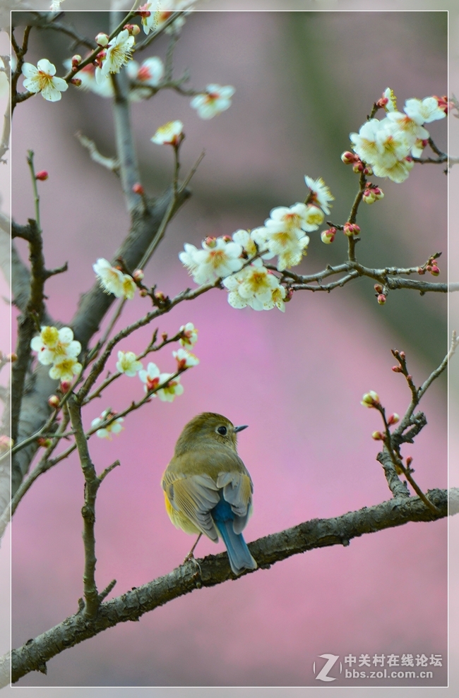 花鸟图 请假帖-中关村在线摄影论坛