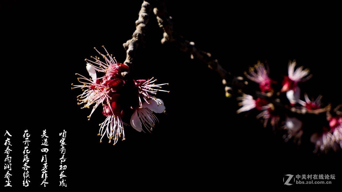 #ZOL月赛-四月物语#-莫道四月芳菲尽，咱家有杏初长成