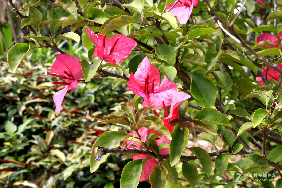 五一随拍（二）