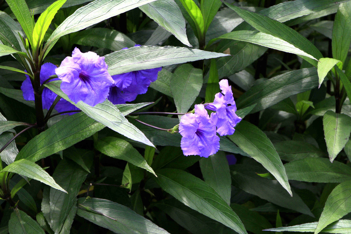 五一随拍（二）