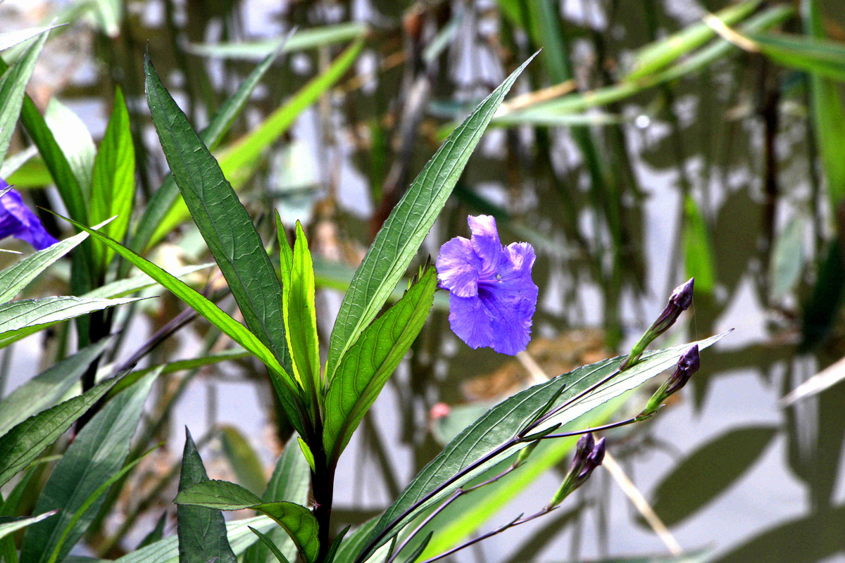 五一随拍（二）