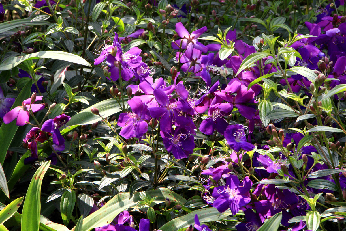 五一随拍（二）